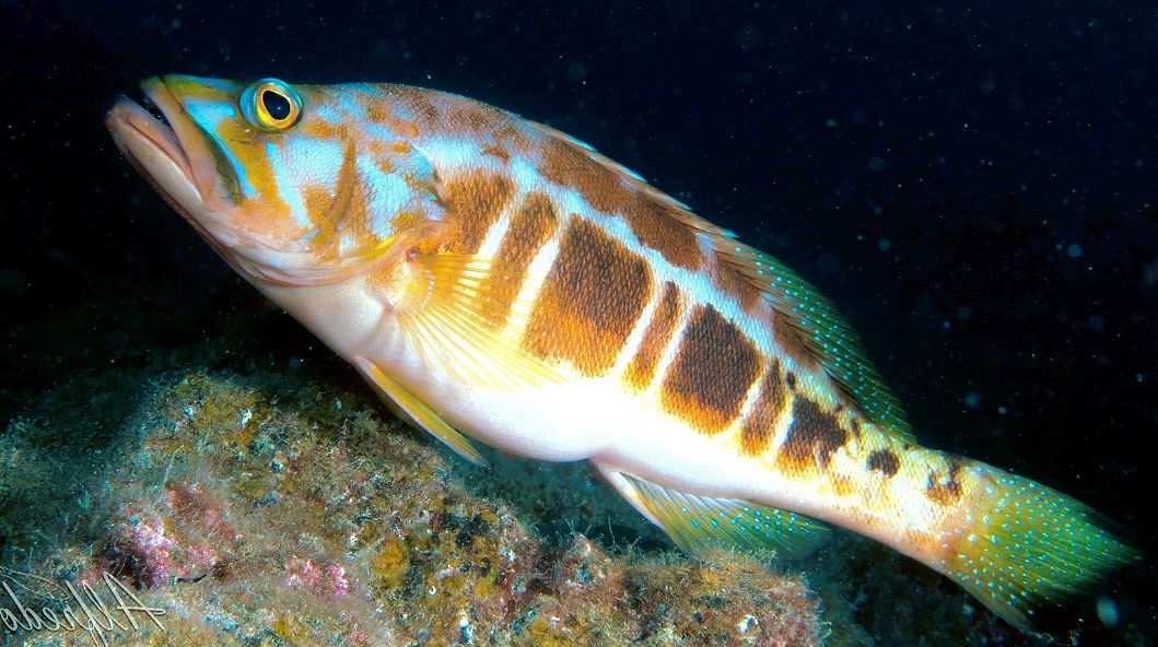 Serranus atricauda_05.jpg